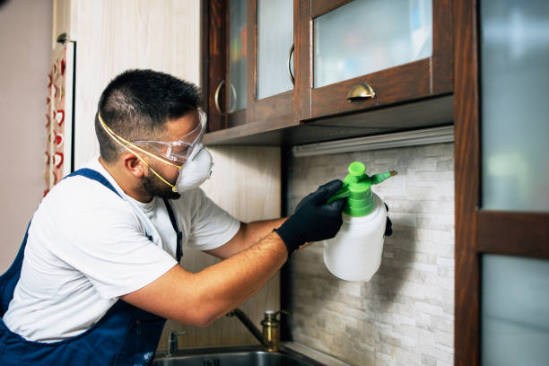 Best Termite Control Services  in Herculaneum, MO