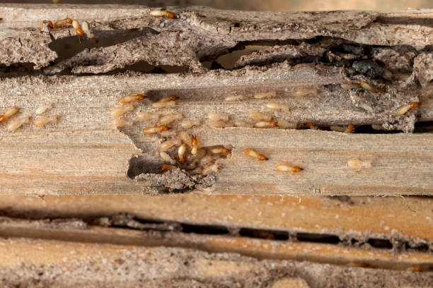Best Pest Removal Services  in Herculaneum, MO
